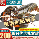 首鲜道【活鲜】波士顿龙虾鲜活波龙 大龙虾海鲜鲜活礼盒大虾年货礼盒 500-600g/只大龙虾*1只（净重）