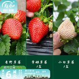 寿禾草莓苗带土发货大苗寿禾苗场四季带盆栽好秋季批发奶油秧苗 【组合3盆】香野章姬小白各1盆