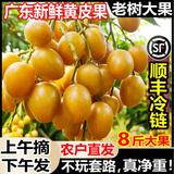 顺丰加急达】广东鸡心黄皮果新鲜非无核冰糖黄皮当季现摘酸甜水果 2斤【带箱尝鲜】