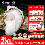 贝司令（BEISILING）【鲜活】乳山生态生蚝牡蛎贝类烧烤源头直发2XL净重4斤 端午聚餐