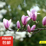 玉兰花树苗四季开花大型庭院红黄白紫玉兰树苗广玉兰花苗绿化苗木 紫玉兰 5cm粗【1.6-1.8米高带土球发货】