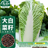 寿禾 北京新三号大白菜种子苗夏秋蔬菜籽 潍育北京新三号白菜种子10g