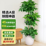 爱优尚幸福树盆栽客厅室内大型绿植办公室乔迁新家绿宝净化空气源头直发