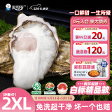 贝司令（BEISILING）【鲜活】乳山生态生蚝牡蛎贝类烧烤源头直发2XL净重9斤32-38只装