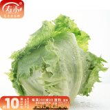 寿禾 生菜种子四季播紫色春夏蔬菜莱种紫叶家庭种寿光菜籽叶菜种籽 （家庭种）结球生菜种子5g