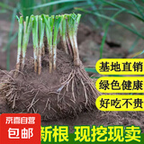 新韭菜根香韭菜根小叶韭菜根大叶韭菜根四季可栽好养活的庭院绿植 小叶韭菜根400棵送肥