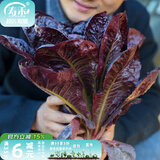 寿禾 生菜种子四季播紫色夏秋蔬菜莱种紫叶家庭种寿光菜籽叶菜种籽 寿禾紫孔雀菜种子约2000粒