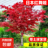 日本红枫树苗四季红舞姬中国老桩盆景盆栽庭院别墅室外绿化植物苗 【日本红舞姬】1cm粗