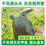 片言片鱼【活鲜】千岛湖清水鳖甲鱼 4龄母鳖750g 1只源头直发 包邮