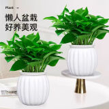 【绿萝盆栽带精致南瓜储水盆】吸甲醛净化空气水培绿植物花卉好养 【爆款2盆】绿萝+白色南瓜盆自吸水 整体含盆高度20-25cm