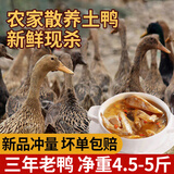 岽鲜 新鲜土鸭麻鸭3年老鸭子  农家散养老鸭新鲜冷冻鸭肉整只 三年老鸭 4.5-5斤
