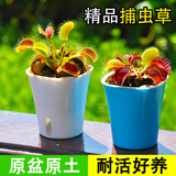 京云梦 捕虫草盆栽夏季驱蚊新奇趣味食人花卉儿童节礼物1盆源头直发