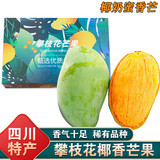南步攀枝花椰香芒果【顺丰速发】果冻鸡蛋芒甜心芒青绿皮芒果礼盒装 3斤 二级果【单果100g+】普快