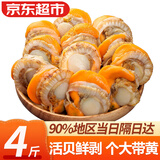 弹指鲜生扇贝肉 新鲜冷冻 大号部分带黄去壳去沙 70%固形物 大号4斤【净重】