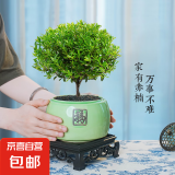 小叶赤楠盆景植物办公花卉基地直销批发绿植盆栽室内摆件花卉绿植 大赤楠+福绿盆+黑金砂+四方底座