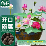寿禾 碗莲种子苗荷花水培无土栽培花种籽 潍育寿艺开口碗莲种子30粒*2