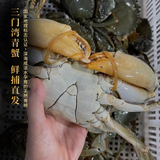 【活鲜】三门青蟹鲜活生鲜螃蟹公母蟹蝤蠓蟹红鲟肉蟹海鲜送礼盒装 特大肉蟹2斤装【2只】肉满满 【死了包赔】蟹农发货三门青蟹