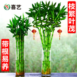 喜艺带根转运竹水竹富贵竹植物水养开运竹子盆栽客厅室内招财水培绿植 转运竹弯竹 60厘米 10支 不含瓶