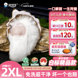 贝司令（BEISILING）【鲜活】乳山生态生蚝牡蛎贝类烧烤源头直发2XL净重4斤 13-17只装