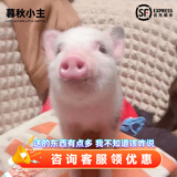 暮秋小主【猪猪侠同款】宠物小香猪活体幼崽家养纯种迷你猪活物可爱萌宠 暹罗粉红猪（母）