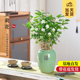 开时果 茉莉花盆栽浓香型 桌面绿植物阳台花卉树苗盆景摆件源头直发包邮 茉莉花5-10株【青釉福字盆】