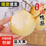 河北水晶鸭梨辛集鸭梨龙华梨 2粒装（单果160g+）