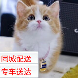 舒腾中华田园小猫咪活体田园猫宠物家养猫咪橘猫幼猫活体土猫狸花猫咪 田园级 橘白 母（幼猫两个月左右）