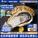 贝司令（BEISILING）【鲜活】乳山生态生蚝牡蛎贝类烧烤源头直发6XL净重9斤海鲜水产