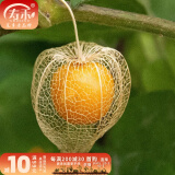 寿禾 东北姑娘果灯笼果种子洋菇娘黄金莓盆栽蔬菜阳台盆栽春夏种籽 洋姑娘果种子100粒+菇娘果秧24棵