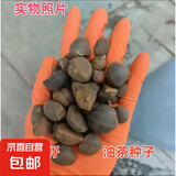 林木花卉种子 护坡草籽草皮种子庭院免修剪草坪草绿化工程 油茶种子 500克（更实惠）