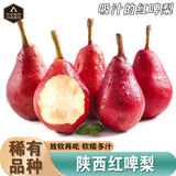 南步陕西红啤梨 红皮梨太婆梨红宝石啤梨彩虹梨子火把啤酒梨新鲜水果 3斤 中大果【单果110g+】