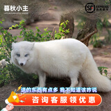 暮秋小主网红家养狐狸活体幼崽雪狐白狐白化熊猫狐冰岛狐宠物狐狸活物幼宠 蓝眼白狐