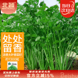 北蔬 香菜种籽老品种小叶大叶盆栽春季籽种苗 叶多维香菜种子约1300粒