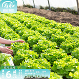 寿禾 生菜种子四季播紫色夏秋蔬菜莱种紫叶家庭种寿光菜籽叶菜种籽 青美玉奶油生菜种子10g