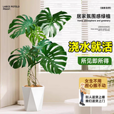 花财主天堂鸟盆栽办公室大型绿植客厅盆栽家用吸甲醛净化空气绿植 提根龟背竹1-1.2m【白梯盆】