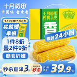 十月稻田 黄糯玉米4.4斤(220g*10根)  东北糯玉米 低脂礼盒 早餐杂粮