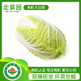 北菜园有机大白菜500g 新鲜有机蔬菜 【进店多样加购】火锅食材