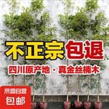 四川正宗金丝楠木苗金丝楠苗名贵小叶桢楠树苗金丝楠木苗楠木树苗 高度40-50公分5颗带原土杯