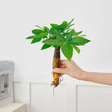 懒人水培绿植九里香绿萝文竹室内易养净化空气花卉盆栽植物花卉 发财树1颗【不含盆】土培水培皆可15-20cm