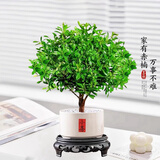 开时果 小叶赤楠盆景摆件 办公室桌面绿植花卉好养盆栽植物源头直发包邮 【抖音&爆款】小喜陶瓷盆+铺面石+底座