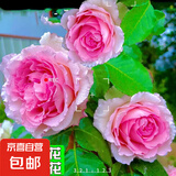四季开花蔷薇花苗多花月季花苗特大花大苗浓香型爬藤攀援植物欧月 罗依1-1.3米左右【精选大苗】
