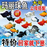 宠以沫四季观赏鱼三色玛丽球皮球鱼孔雀鱼斑马胎生鱼直接下崽鱼好养耐活 精品玛丽球2-3cm3只