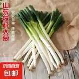 山东正宗铁杆大葱新鲜蔬菜调料烧烤火锅食材 净葱去皮去半叶 3斤 净重