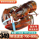鲜味时刻【活鲜-保活】波士顿龙虾鲜活大龙虾波龙礼盒大虾虾类国庆聚餐 700-800g/只大龙虾*1只