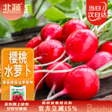 北蔬 小萝卜种子苗红皮水萝卜四季菜种籽 潍胖1号樱桃萝卜种子约500粒