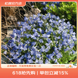 虹越萌吖吖花卉种子 风铃草勿忘我满天星福禄考角堇等庭院花卉种子 风铃草  阿尔卑斯微风 蓝色