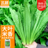 北蔬 油麦菜种子种苗甜脆大棵四季蔬菜种籽 卓脆米香油麦菜种子600粒