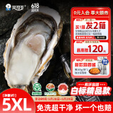 贝司令（BEISILING）【鲜活】乳山生态生蚝牡蛎贝类烧烤源头直发5XL净重9斤 端午聚餐