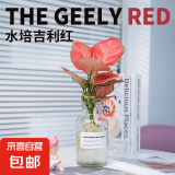 【吉利红】室内花卉绿植盆栽如意皇后办公室家居软装红火年宵花 吉利红+广口玻璃瓶