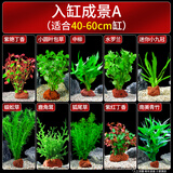 疯狂水草鱼草缸水草造景水草植物直接入缸净化水质40-60cm缸源头直发包邮a